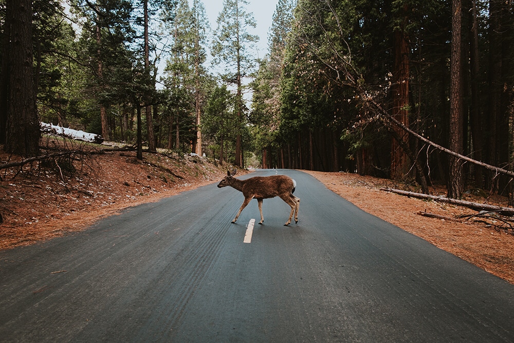Deer in middle of street