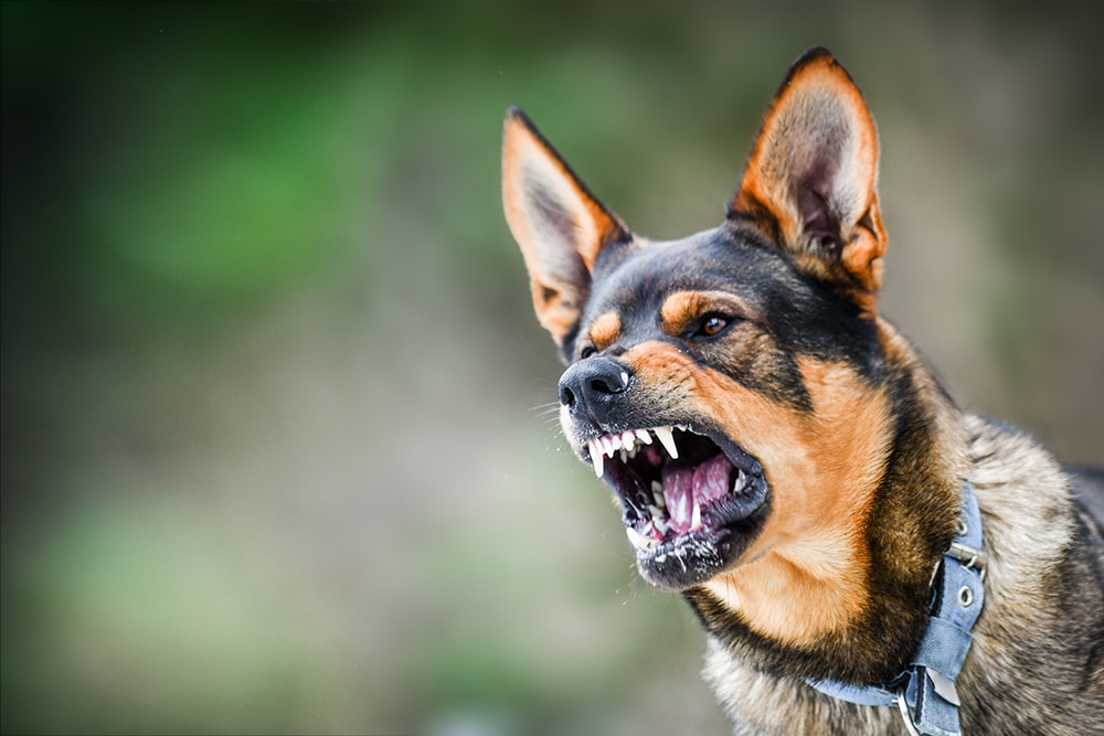 West Virginia Dog Bite Laws